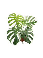 Monstera Mint Adult